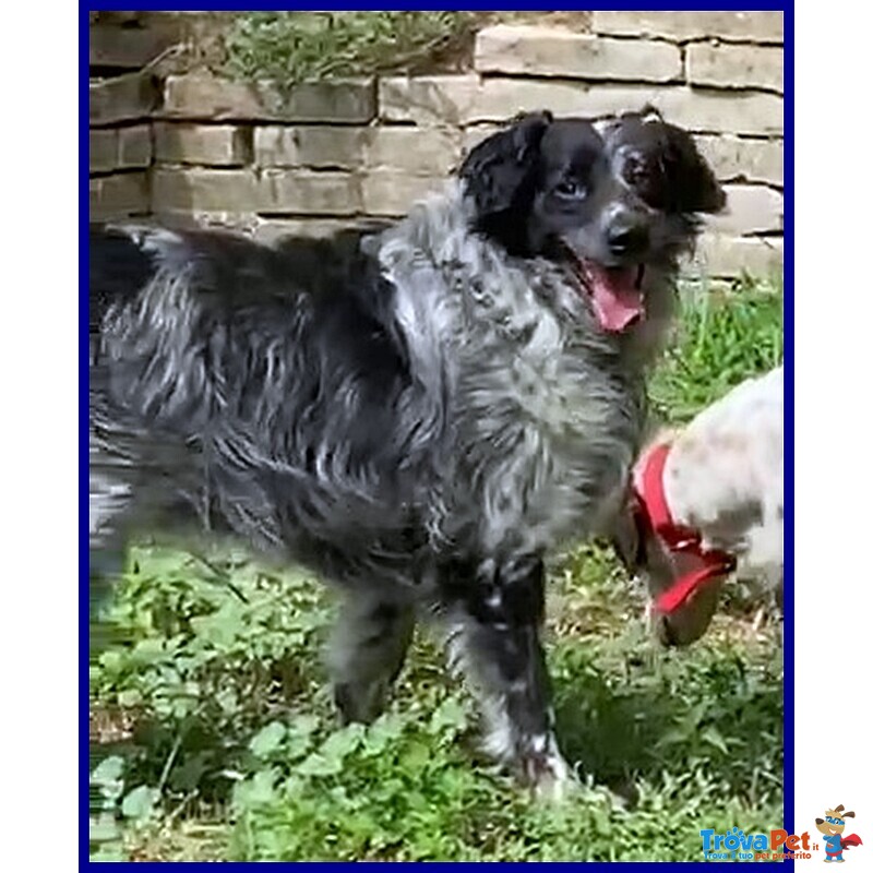 Nacho Simil Setter 4 anni 30 kg di Gioia di Vivere e Voglia di Coccole - Foto n. 3