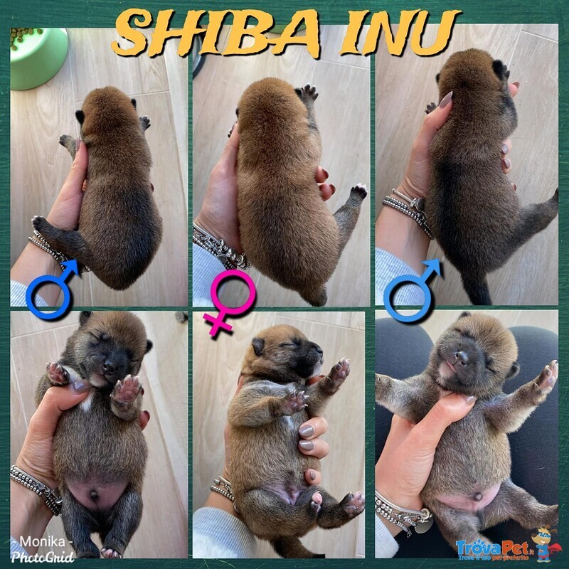 3 Cuccioli di Shiba Inu - Foto n. 1