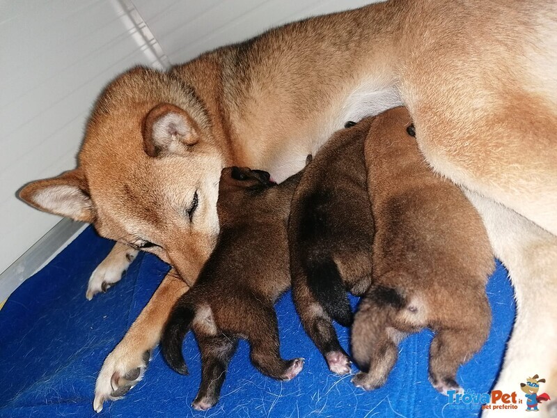 3 Cuccioli di Shiba Inu - Foto n. 3