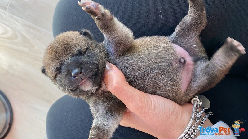 3 Cuccioli di Shiba Inu - Foto n. 4