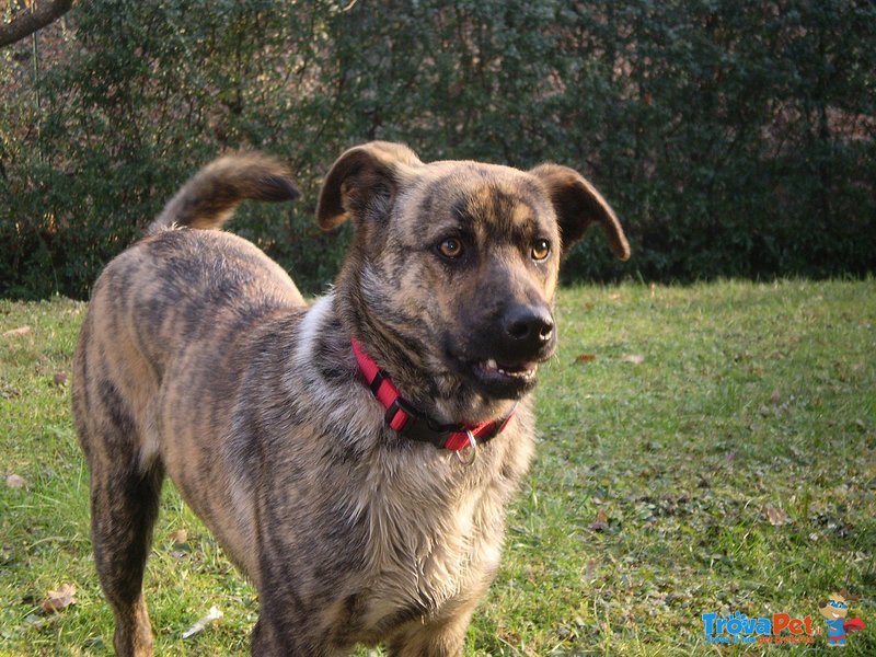 Cerco Nuova casa per Chicco - Foto n. 1