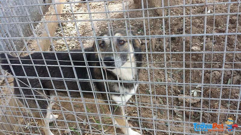 Lupo, Ulula al Cielo la sua Disperazione. ha Bisogno di una Famiglia - Foto n. 1