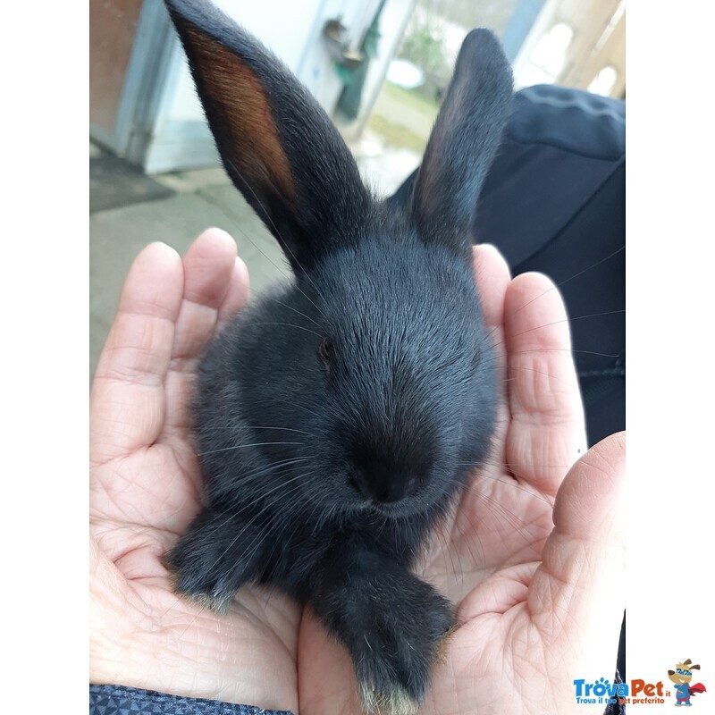 Cuccioli di Coniglio in Famiglia! Acquistane o Adottane Uno/due! - Foto n. 4