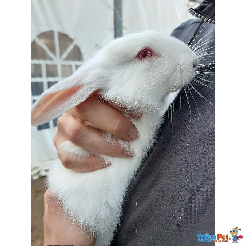 Cuccioli di Coniglio in Famiglia! Acquistane o Adottane Uno/due! - Foto n. 5