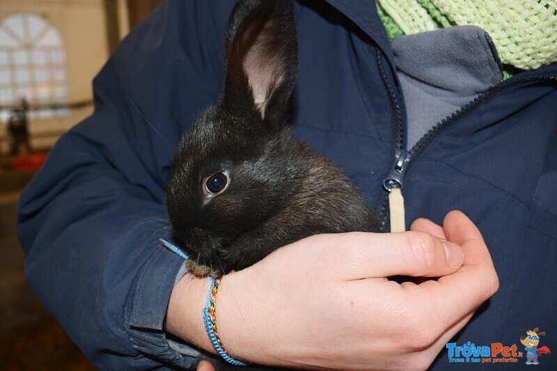 Cuccioli di Coniglio in Famiglia! Acquistane o Adottane Uno/due! - Foto n. 6