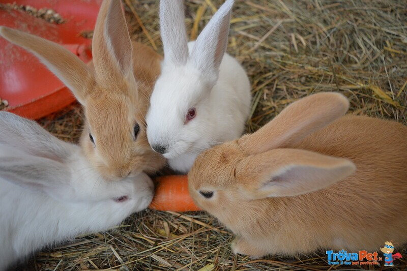 Cuccioli di Coniglio in Famiglia! Acquistane o Adottane Uno/due! - Foto n. 7