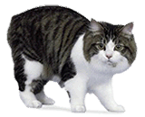 Gatto Cymric (Manx a pelo lungo)