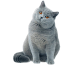 Britannico a Pelo Corto (British Shorthair)