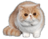 Esotico a Pelo Corto (Exotic Shorthair)