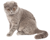 Scottish Fold