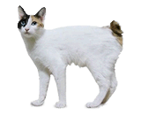 Bobtail Giapponese (Gatto Mi-Ke)