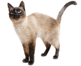 Gatto Siamese