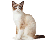 Gatto Snowshoe