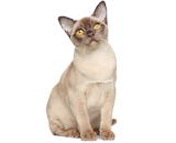 Gatto Burmese