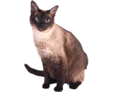 Gatto Tonchinese (Tonkinese)