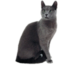 Gatto Blu di Russia (Maltese)