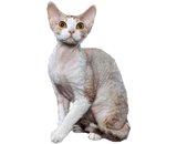 Gatto Devon Rex