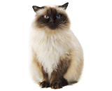 Gatto Himalayano (Colourpoint)