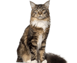 Gatto Maine Coon